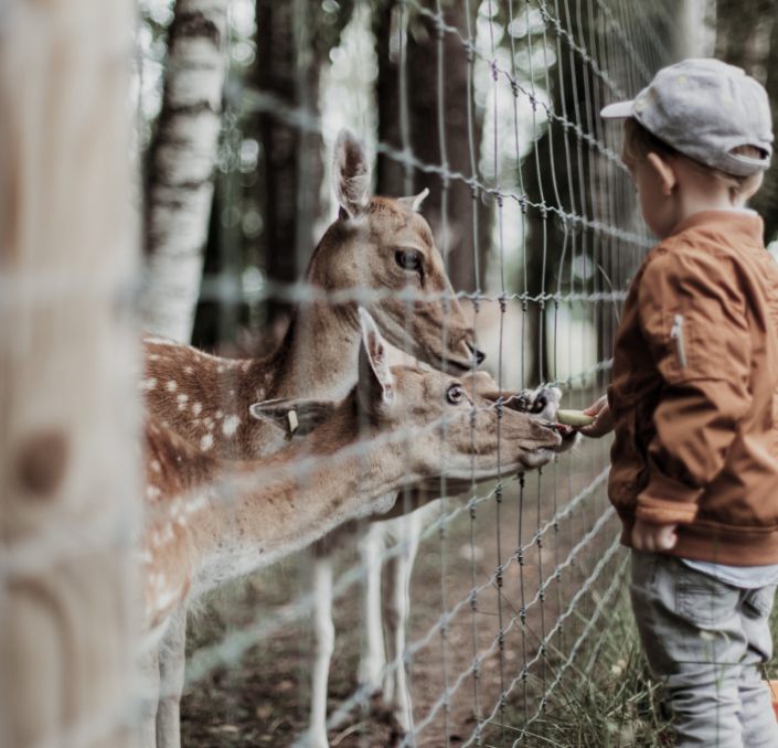 Kind füttert Rehe