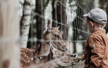 Kind füttert Rehe